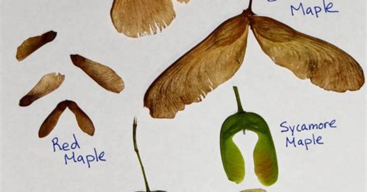 When Do Maples Drop Seeds?