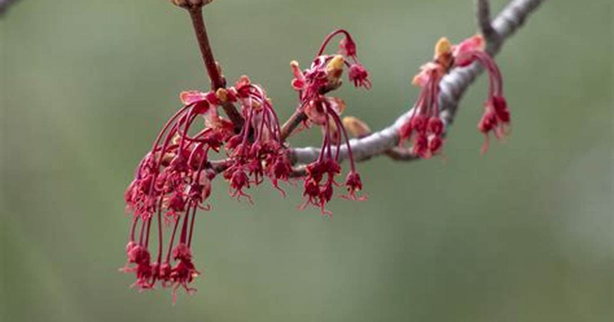 When Do Maples Flower?