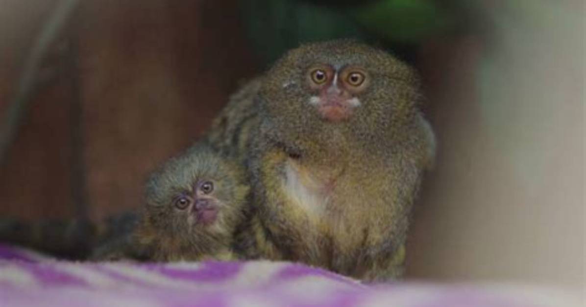 When Do Marmosets Have Babies?