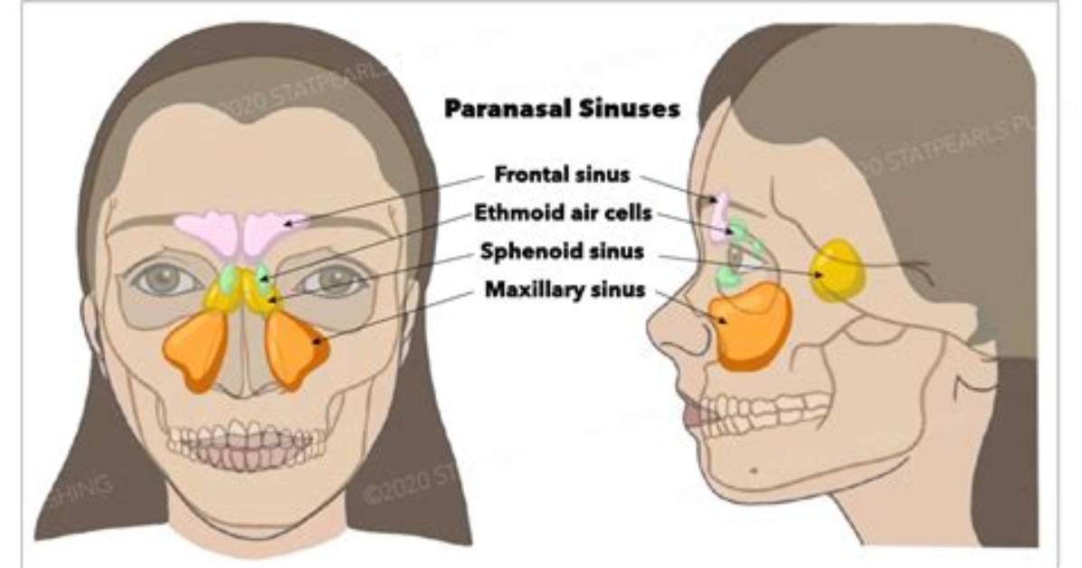 When Do Maxillary Sinuses Pneumatized?