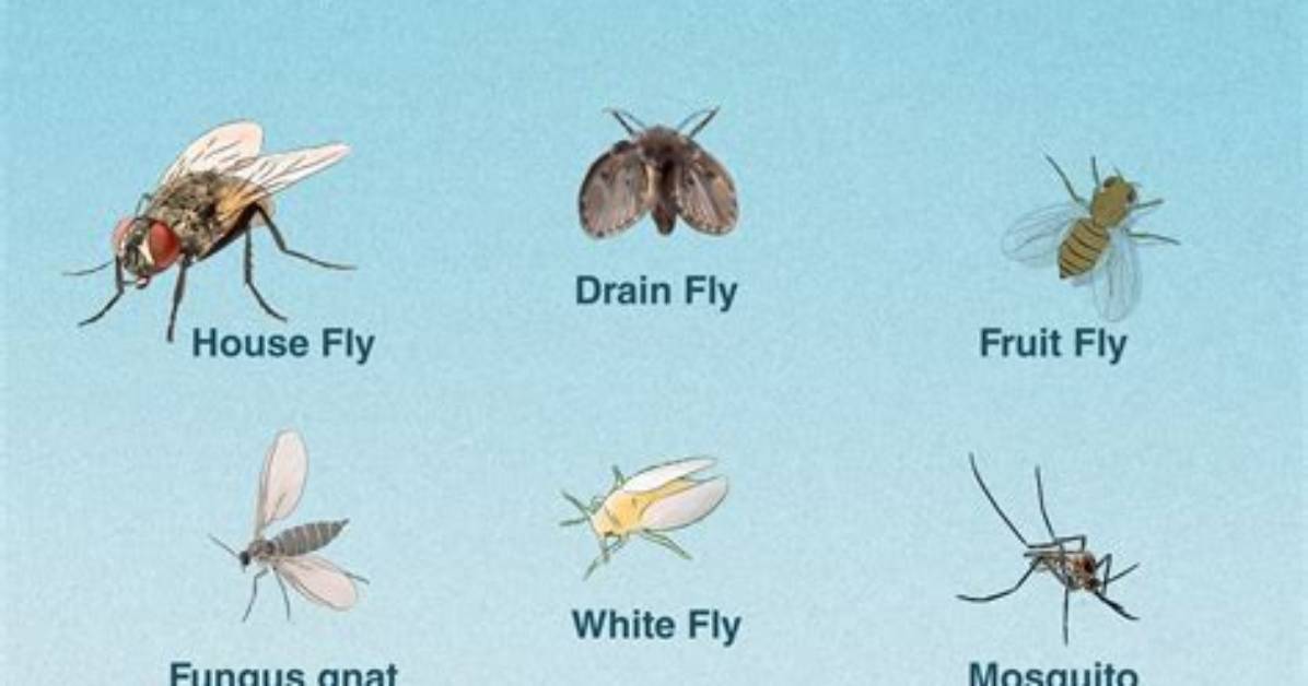 When Do May Bugs Fly?