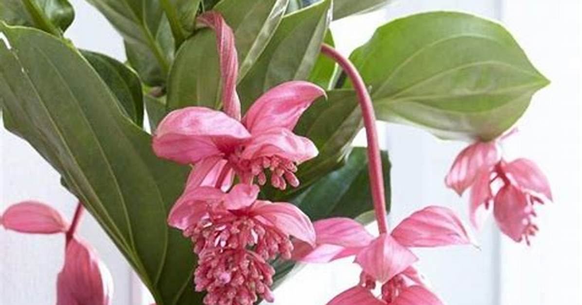 When Do Medinilla Bloom?