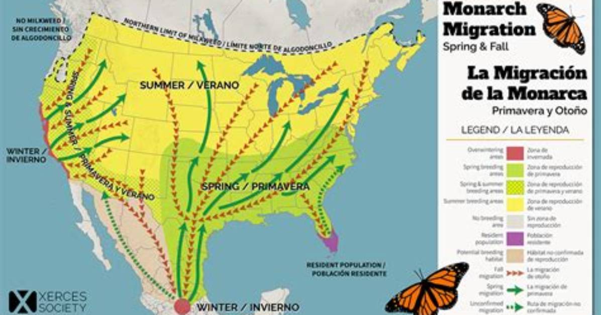 When Do Monarchs Migrate North?