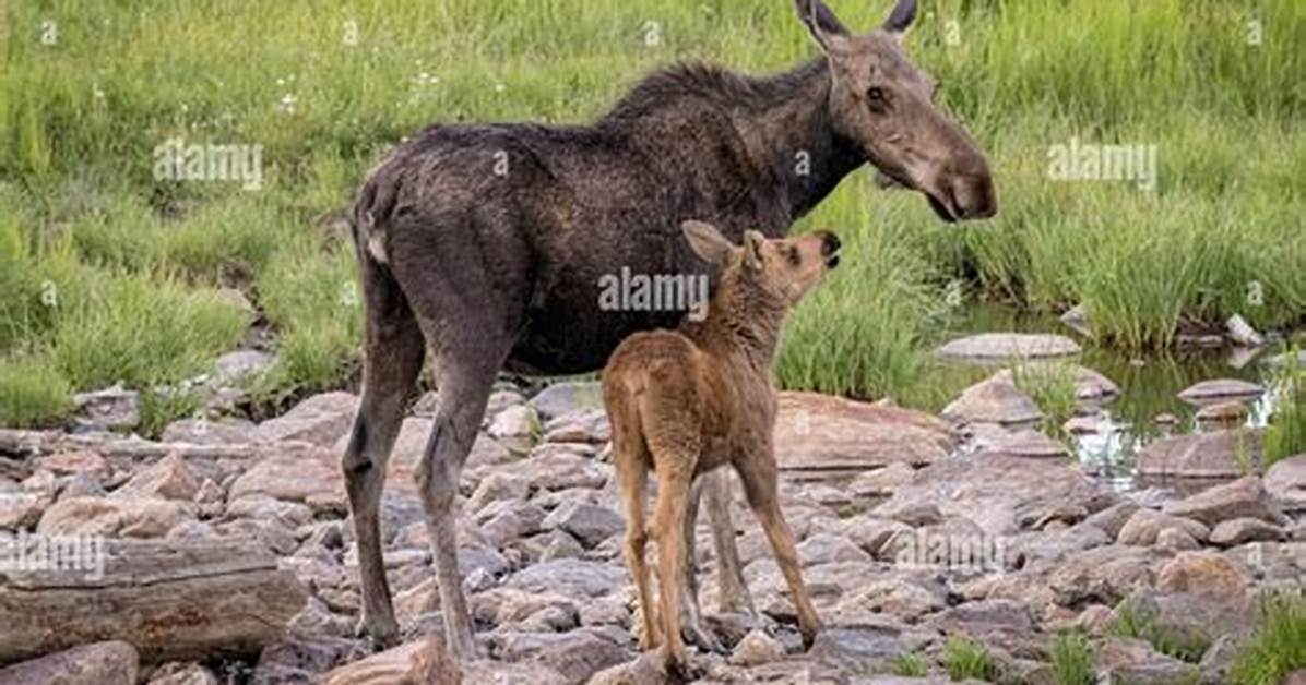 When Do Moose Calf in Colorado?