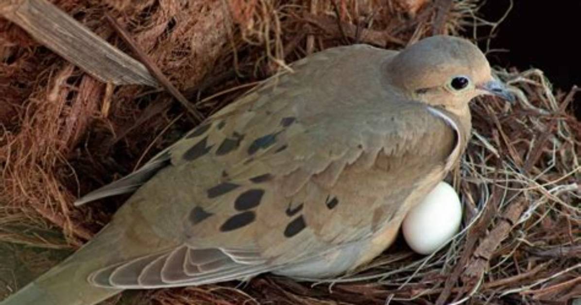 When Do Mourning Doves Lay Eggs?