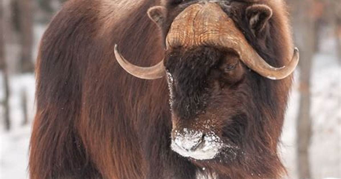 When Do Musk Ox Breed?