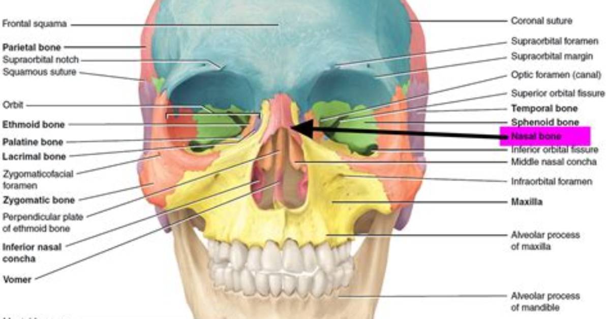 When Do Nasal Bones Ossify?