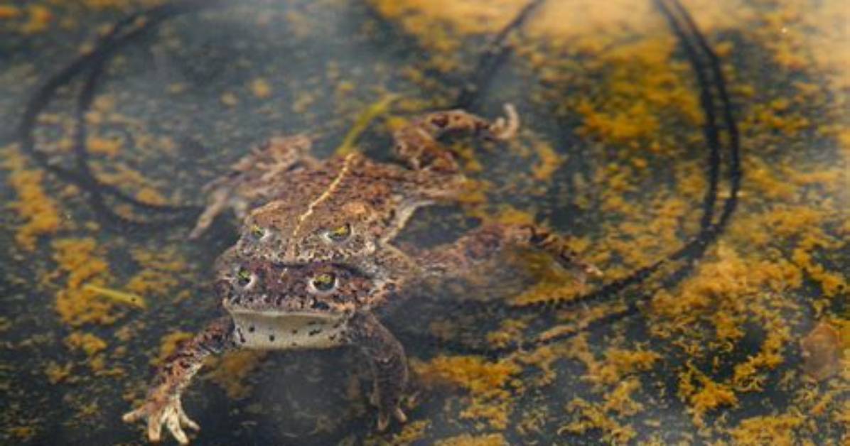 When Do Natterjack Toads Spawn?