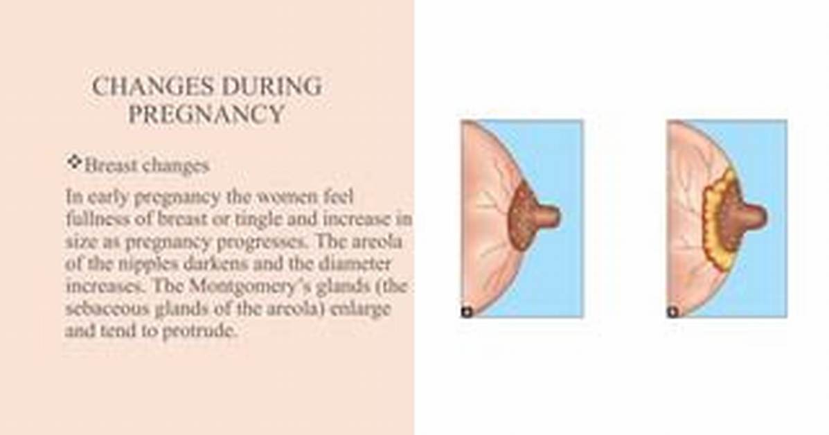 When Do Nipples Protrude During Pregnancy?