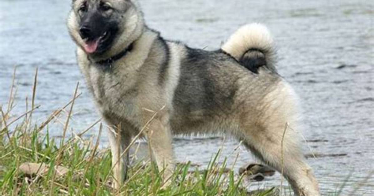 When Do Norwegian Elkhounds Stop Growing?