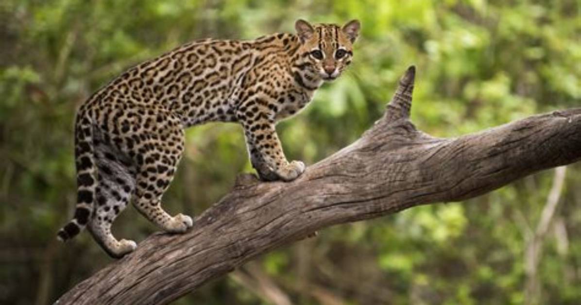 When Do Ocelots Hunt?