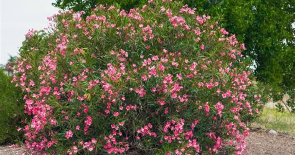When Do Oleanders Bloom in Texas?