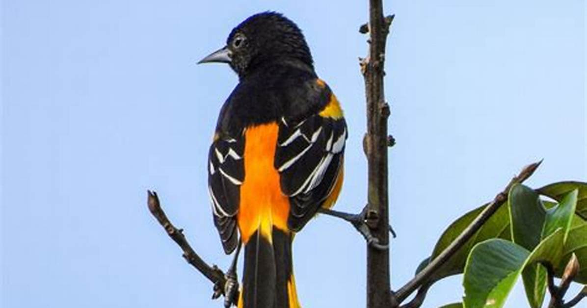 When Do Orioles Return to Wisconsin?
