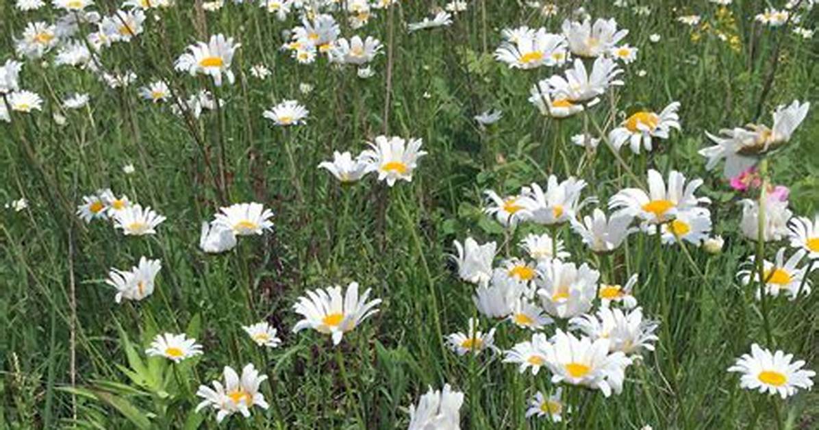 When Do Oxeye Daisy Flower?
