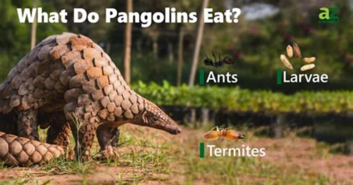 When Do Pangolins Eat?