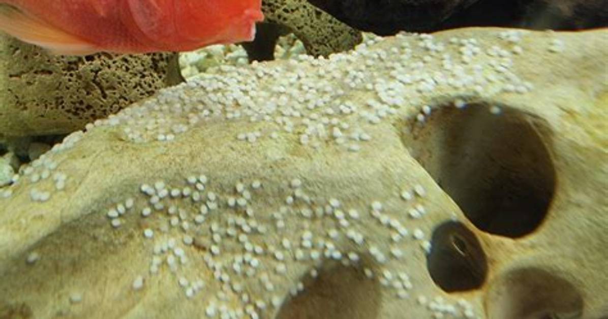 When Do Parrot Fish Lay Eggs?