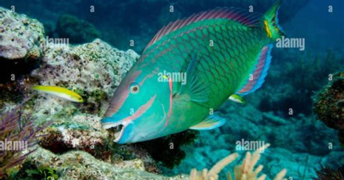When Do Parrotfish Eat?
