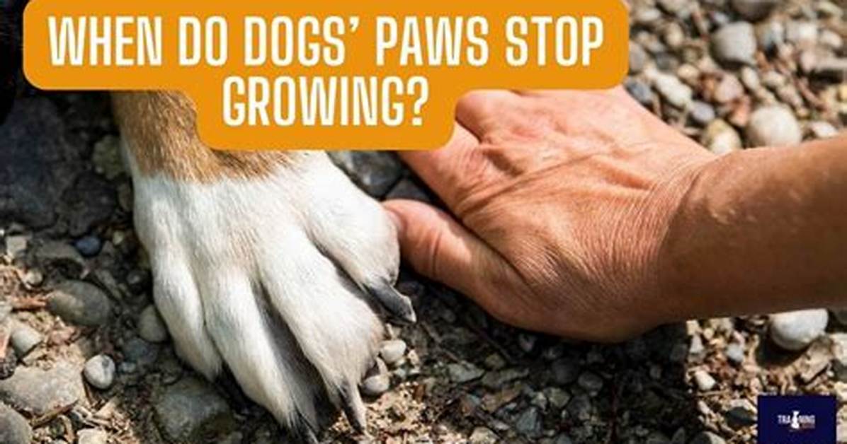 When Do Paws Stop Growing?