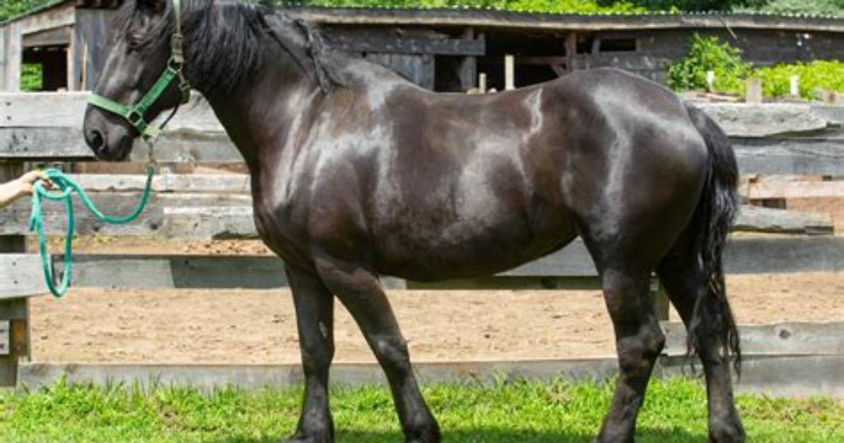 When Do Percherons Stop Growing?