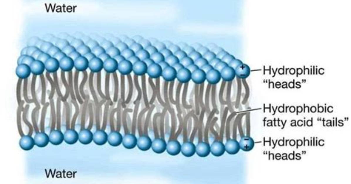 When Do Phospholipids Form a Bilayer in Water?