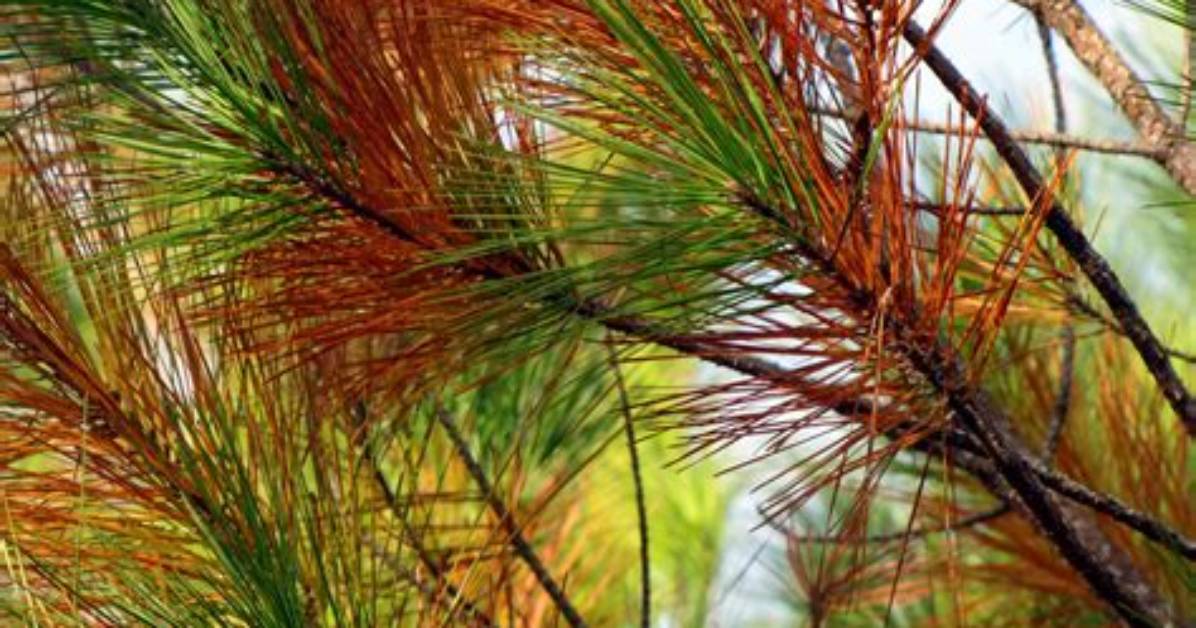 When Do Pine Needles Fall?