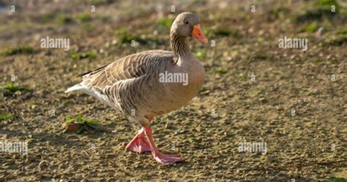 When Do Pink Footed Geese Migrate?
