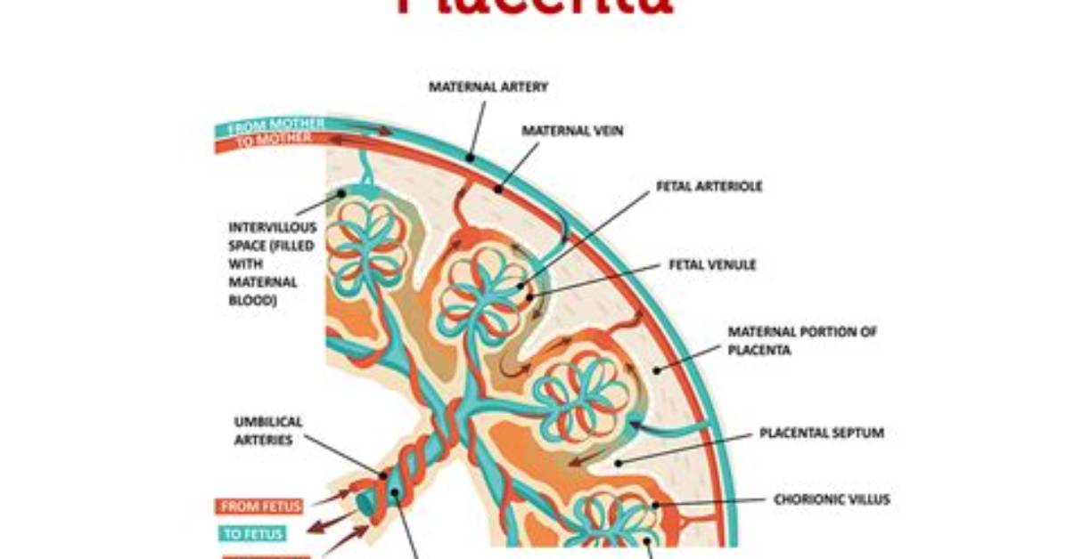 When Do Placentas Form?