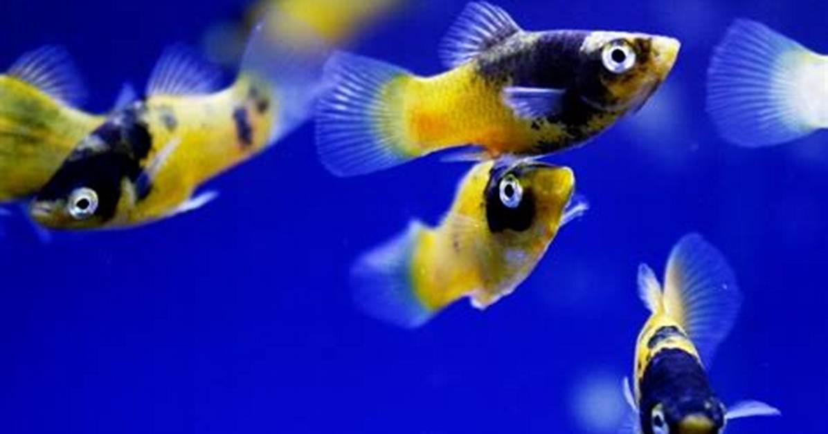 When Do Platy Fish Mate?