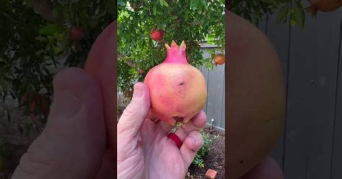 When Do Pomegranates Ripen?