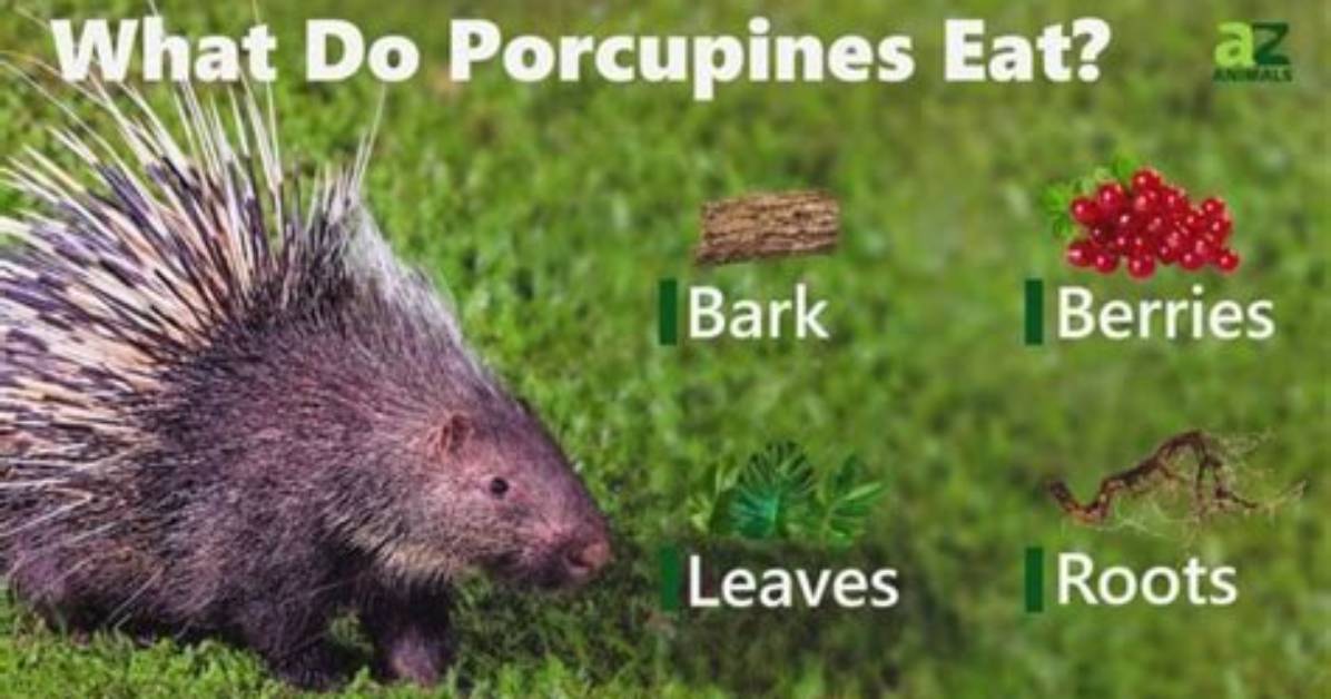 When Do Porcupines Eat?