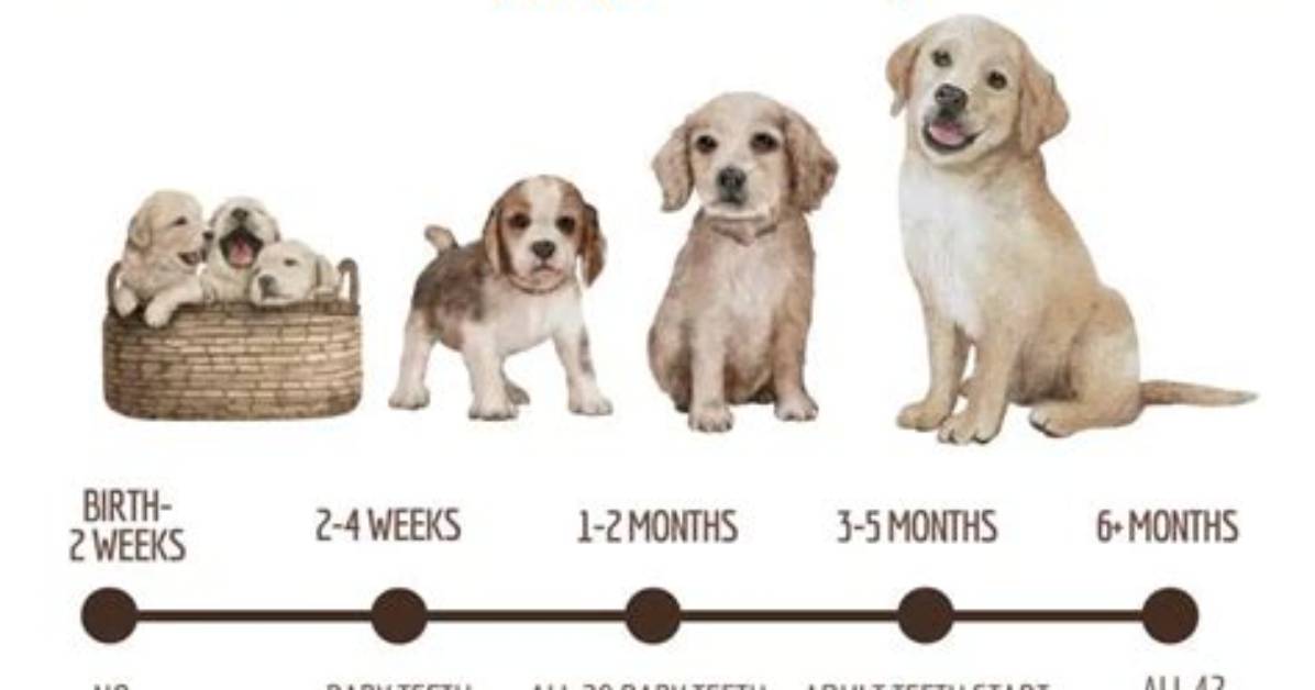 When Do Puppies Lose Their Teeth?