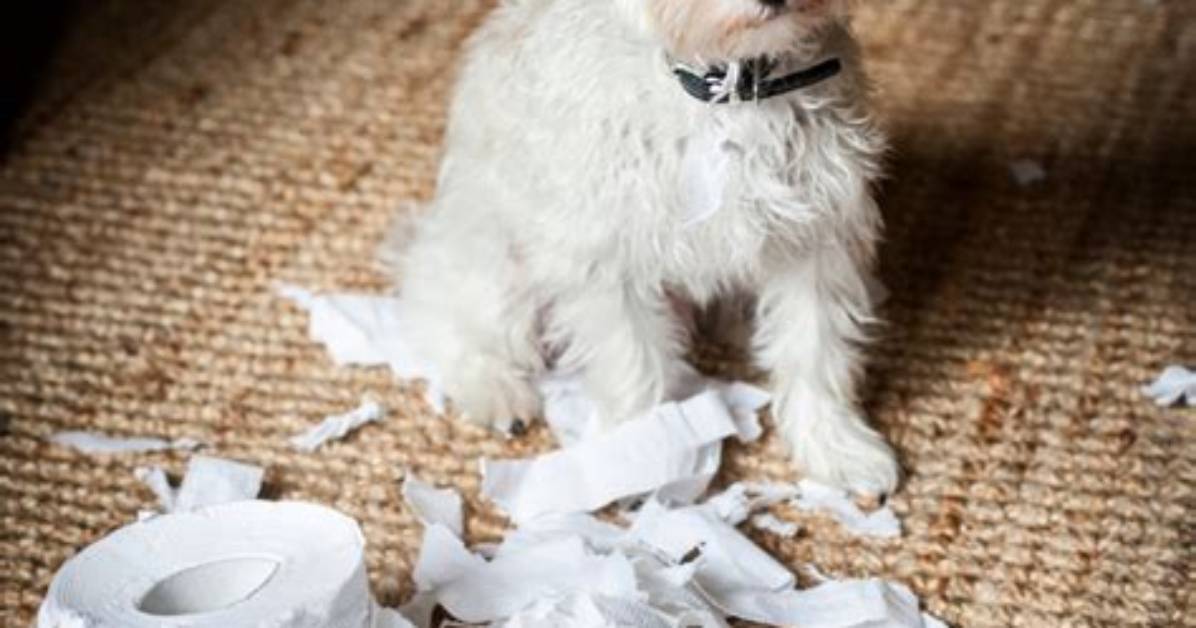When Do Puppies Stop Destroying Stuff?