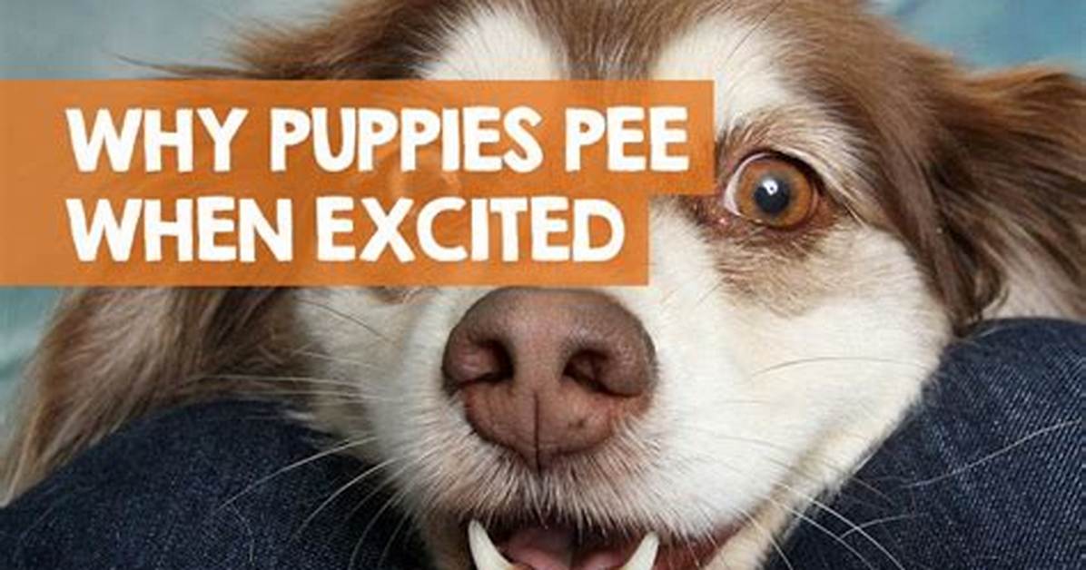 When Do Puppies Stop Piddling When Excited?