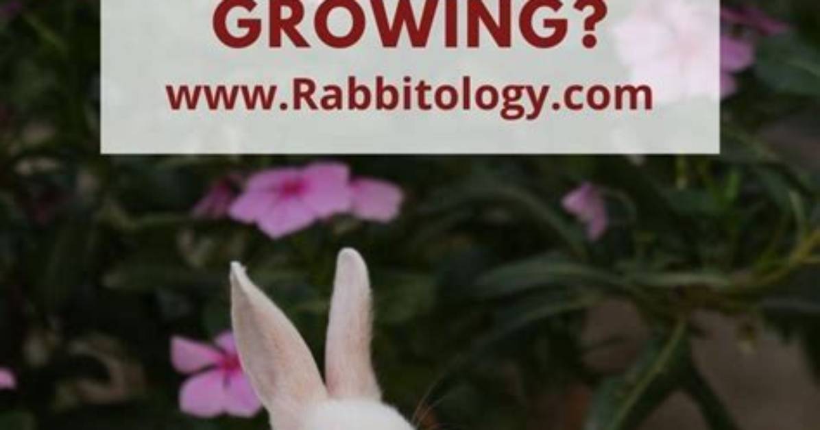 When Do Rabbits Stop Growing