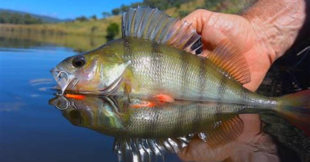 When Do Redfin Spawn?