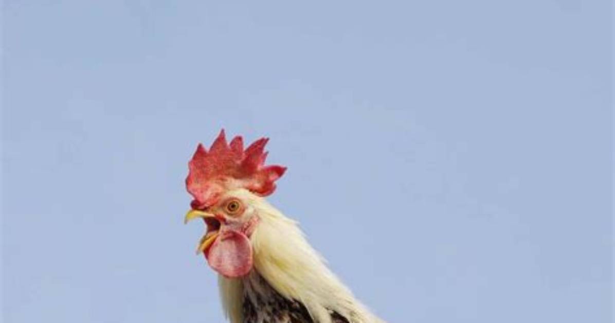 When Do Roosters Cockadoodledoo?