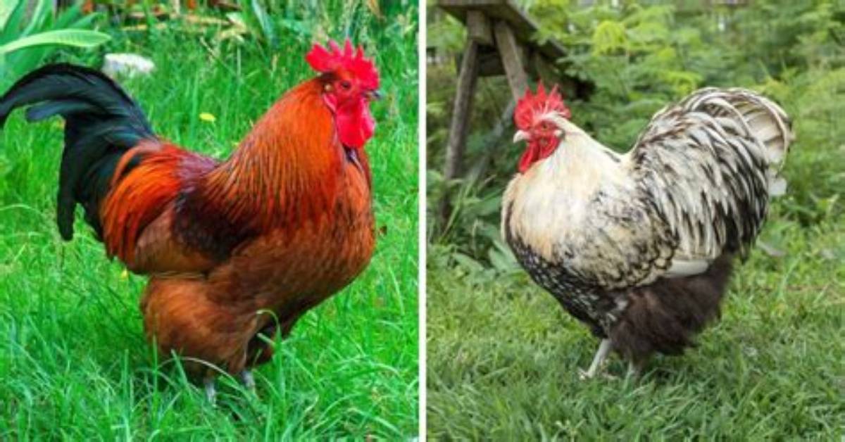 When Do Roosters Molt?