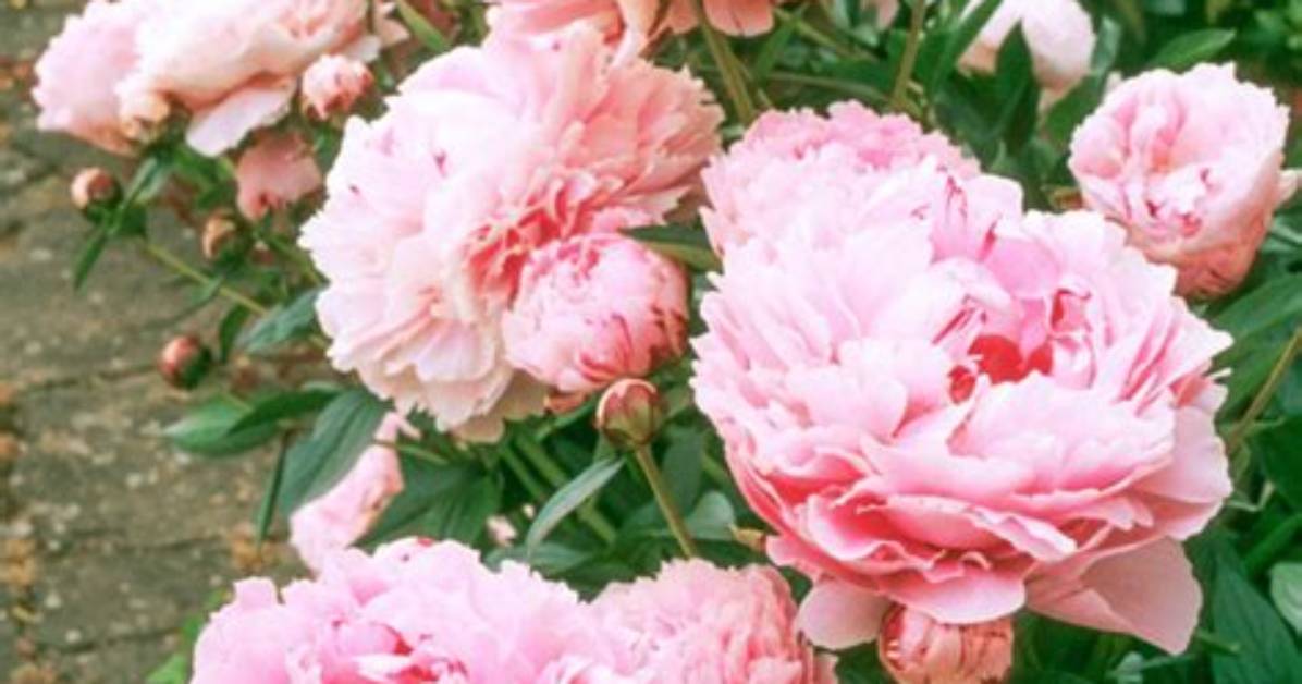 When Do Sarah Bernhardt Peonies Bloom?