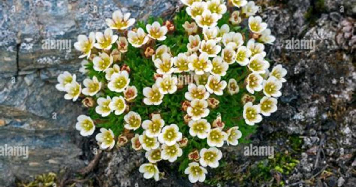 When Do Saxifrage Flower?