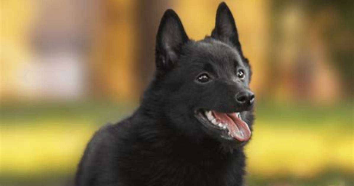 When Do Schipperkes Shed?