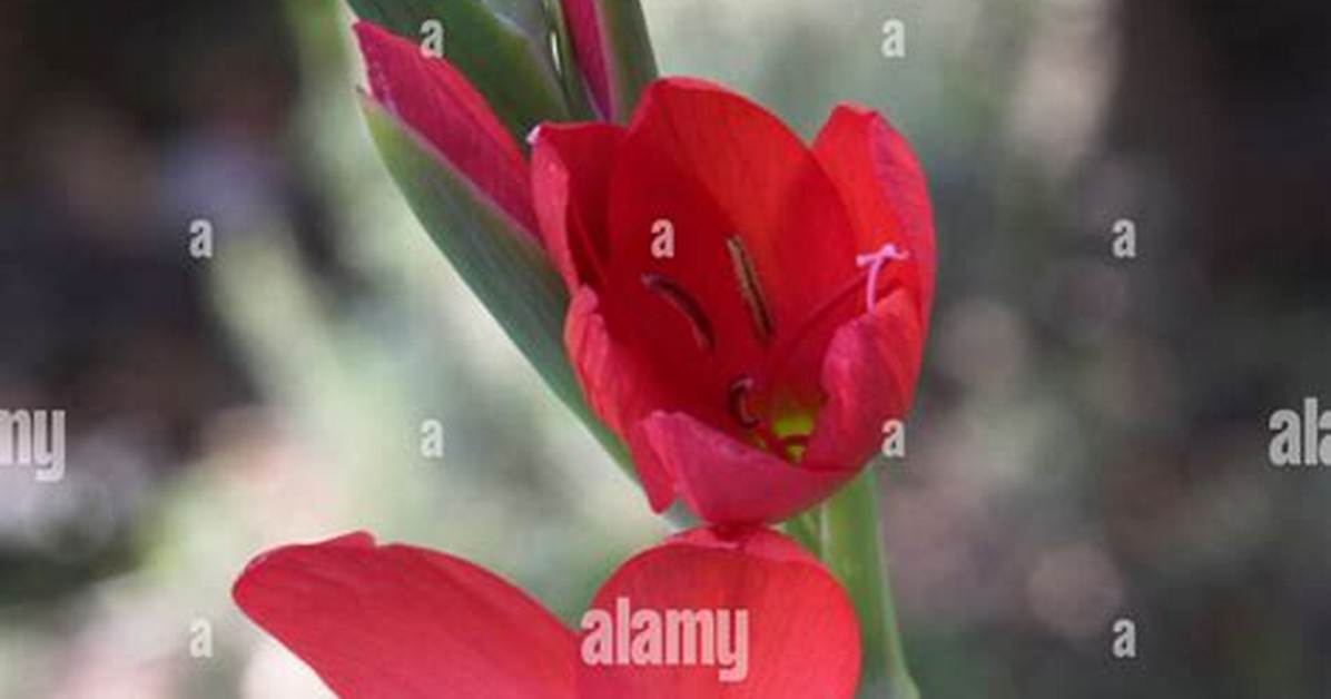 When Do Schizostylis Flower?