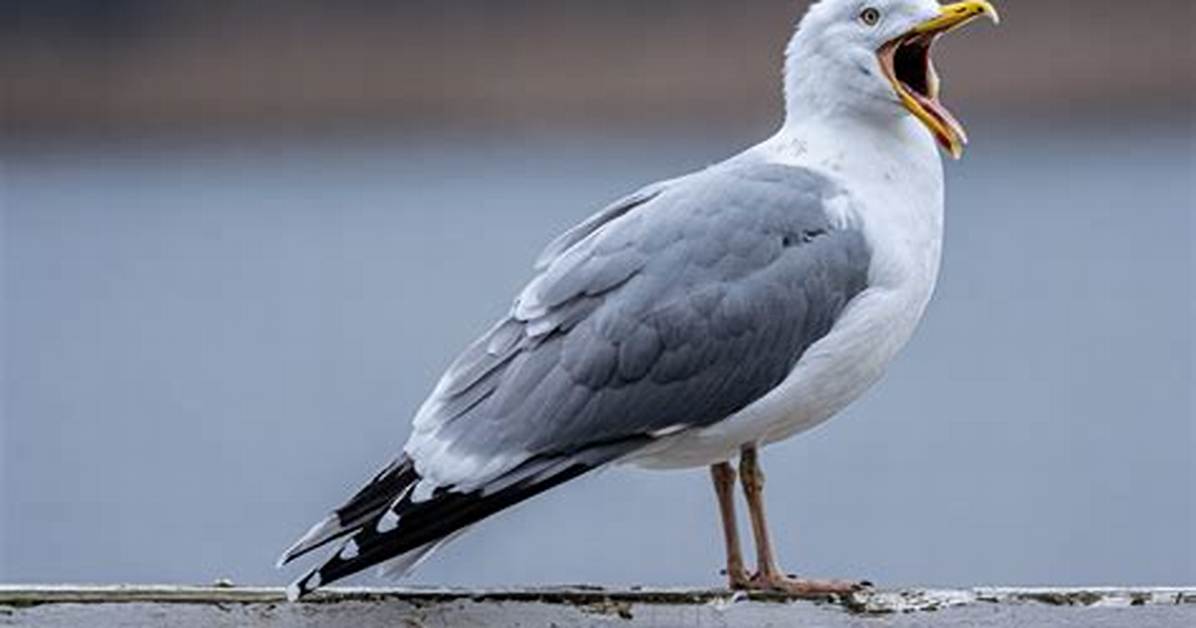 When Do Seagulls Come Inland?