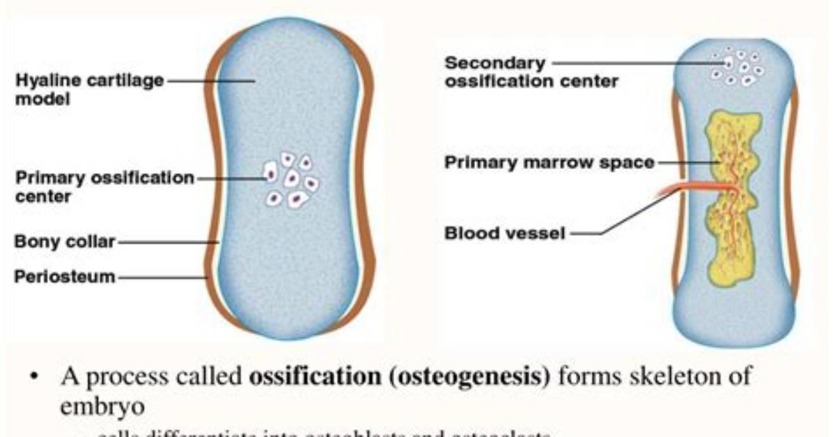 When Do Secondary Ossification Centers Appear?