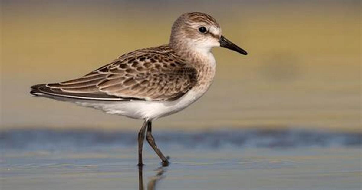 When Do Semipalmated Sandpipers Mate?