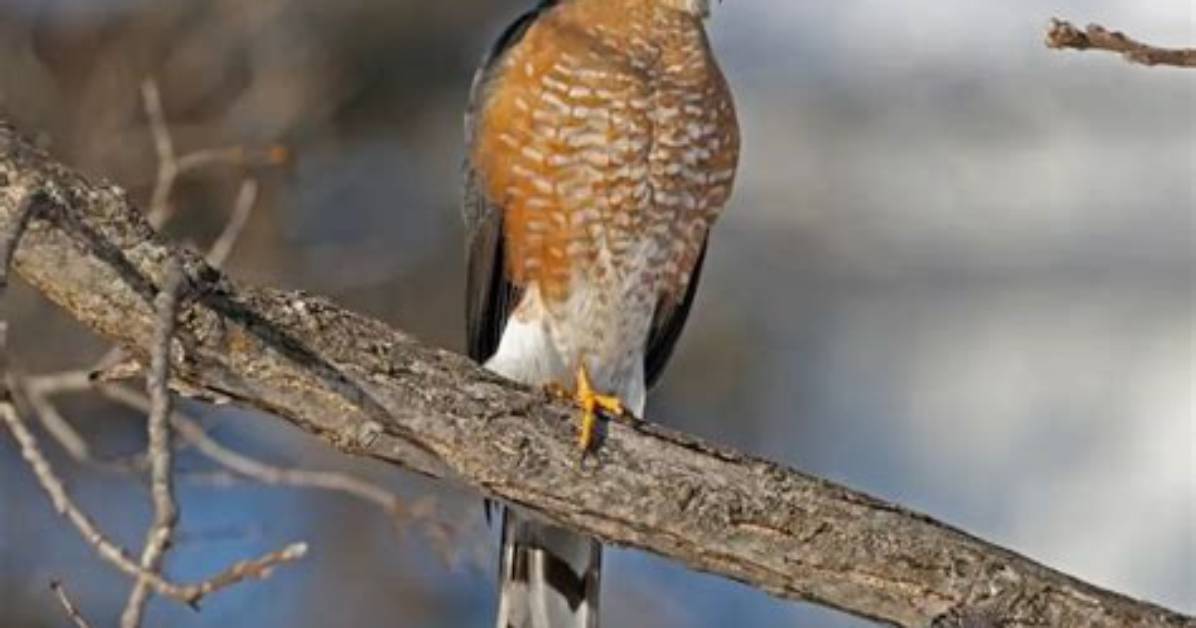 When Do Sharp Shinned Hawks Breed?