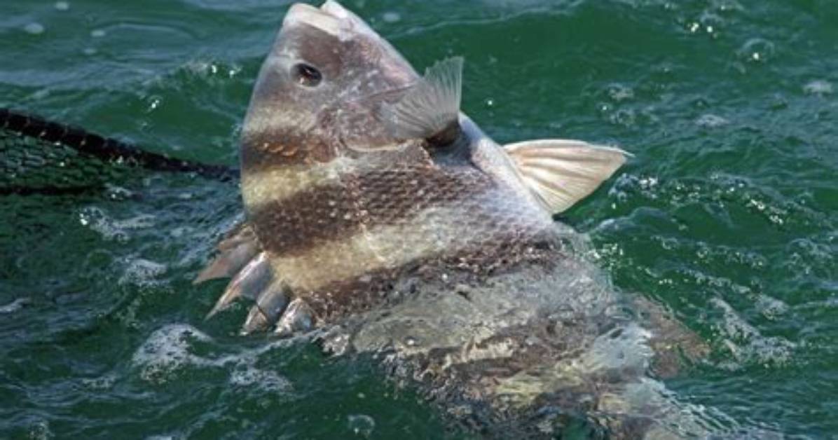 When Do Sheepshead Run?