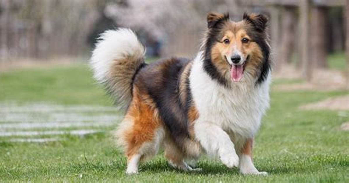 When Do Shelties Get Full Coat?