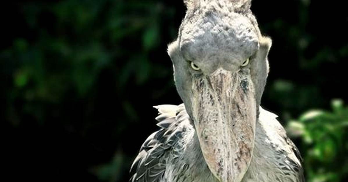 When Do Shoebill Breed?