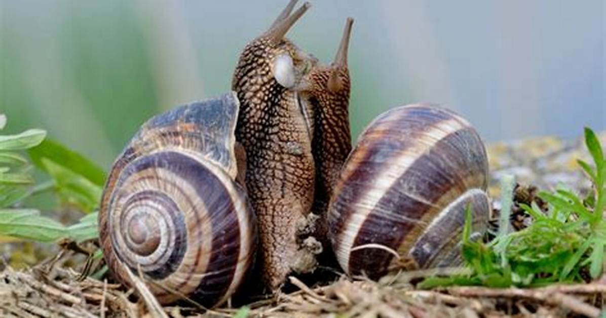 When Do Snails Mate?