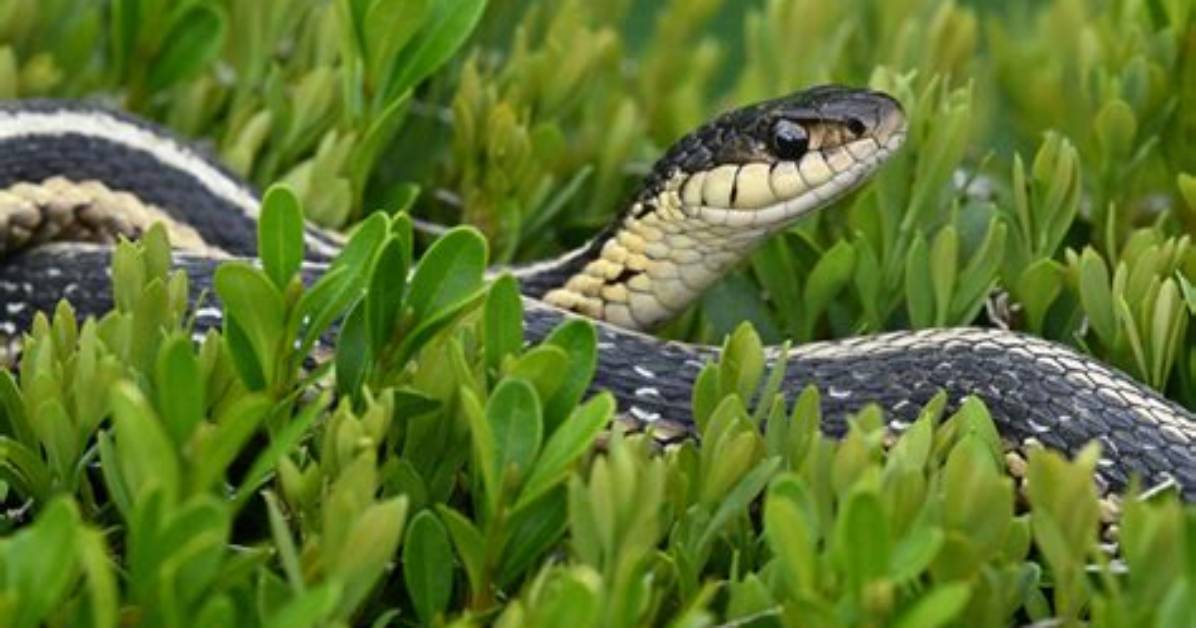 When Do Snake Estivate?